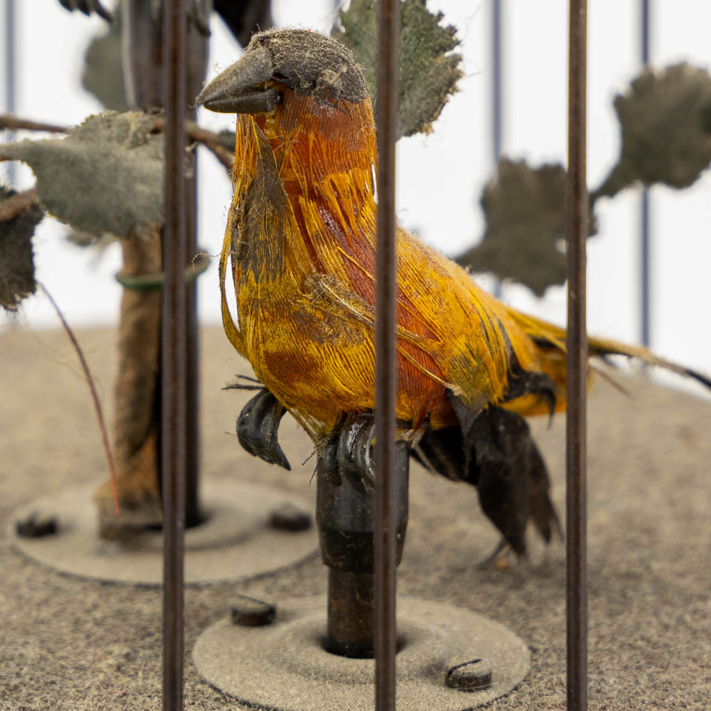 Een messing vogelkooi met automata en twee zangvogels. (H:28 x D:16 cm)
