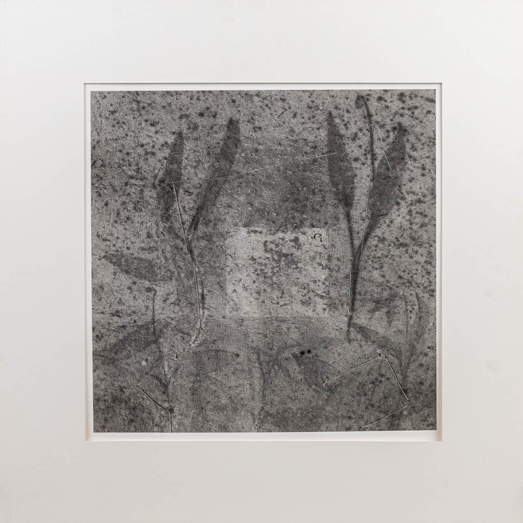 Paul DEN HOLLANDER (1950) 'Untitled' een foto 2/25, uit de serie 'Voyage Botanique'. (45 x 45 cm)