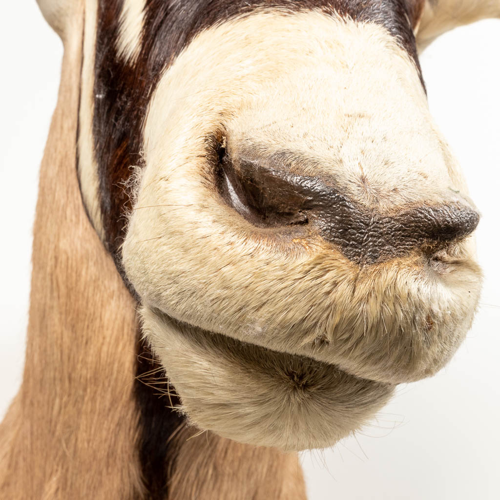 A taxidermy stuffed Arabian Orix head. 