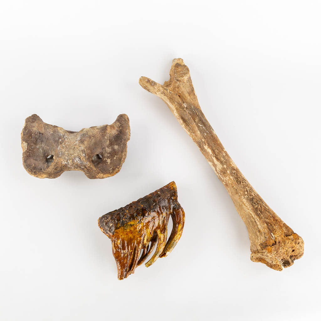 Lot 267 Drie stuks Mammoet - Mammuthus primigenius - fossielen, twee beenderen en een tand. (L:54 cm)