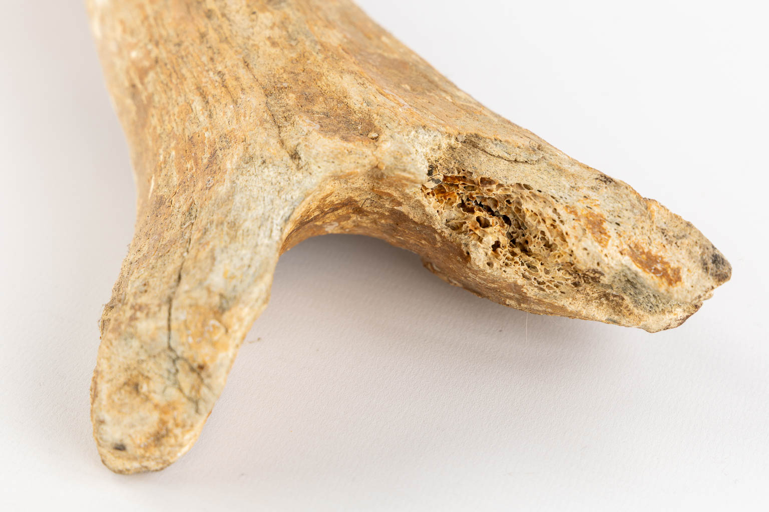 Drie stuks Mammoet - Mammuthus primigenius - fossielen, twee beenderen en een tand. (L:54 cm)