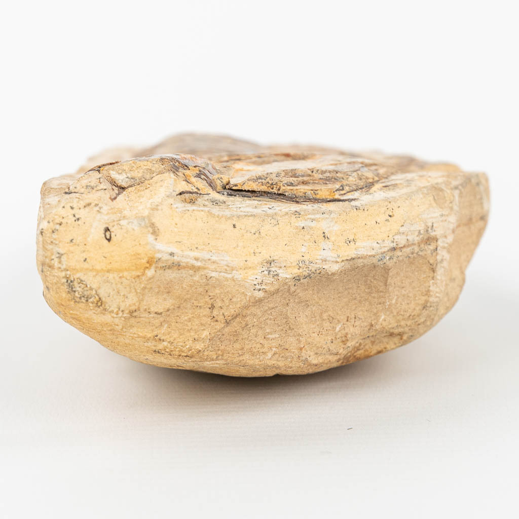 Een antieke fossiel van een vis. (H:10cm)