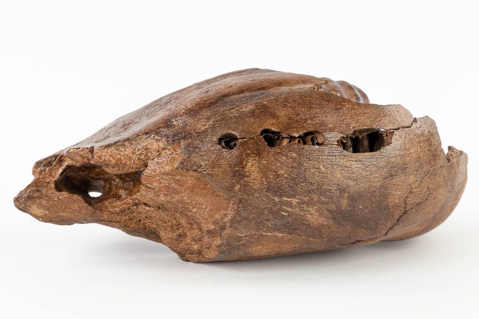 Een grote mammoet tand met fragment van een kaak. (D:15 x W:36 x H:25 cm)