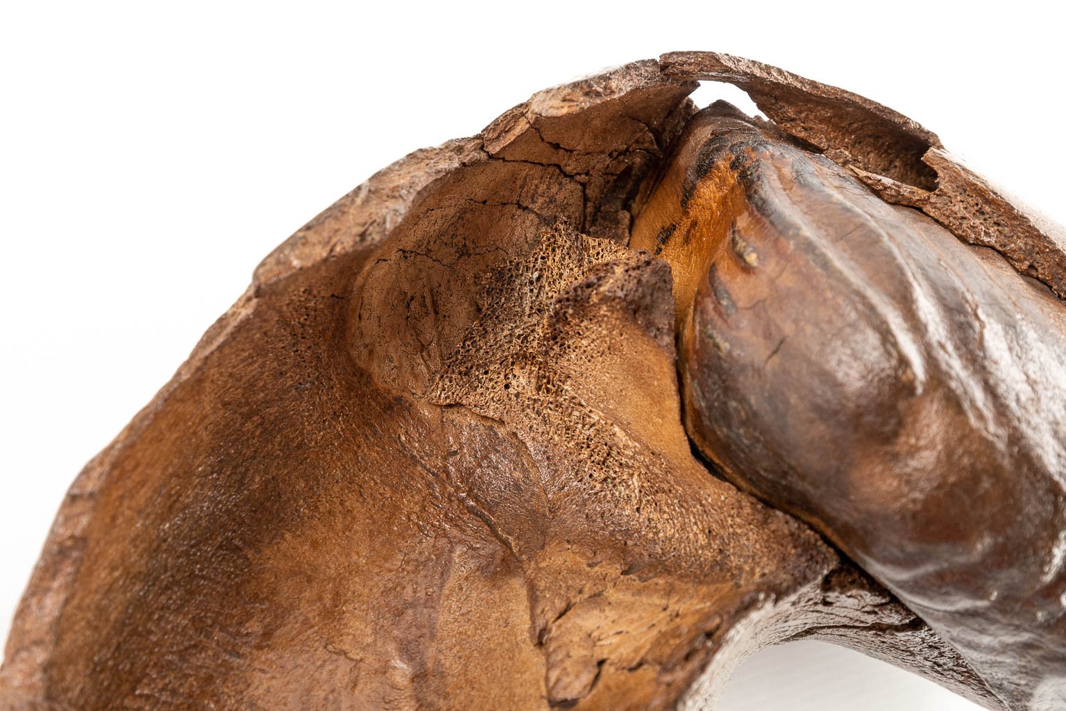 Een grote mammoet tand met fragment van een kaak. (D:15 x W:36 x H:25 cm)
