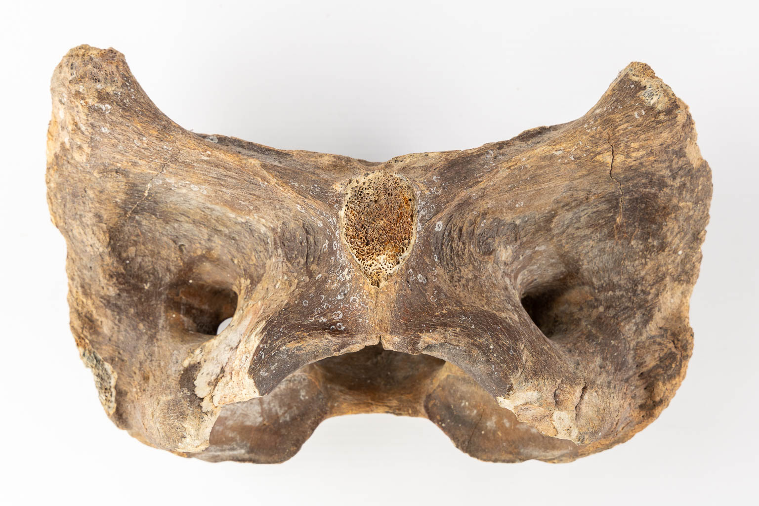 Drie stuks Mammoet - Mammuthus primigenius - fossielen, twee beenderen en een tand. (L:54 cm)
