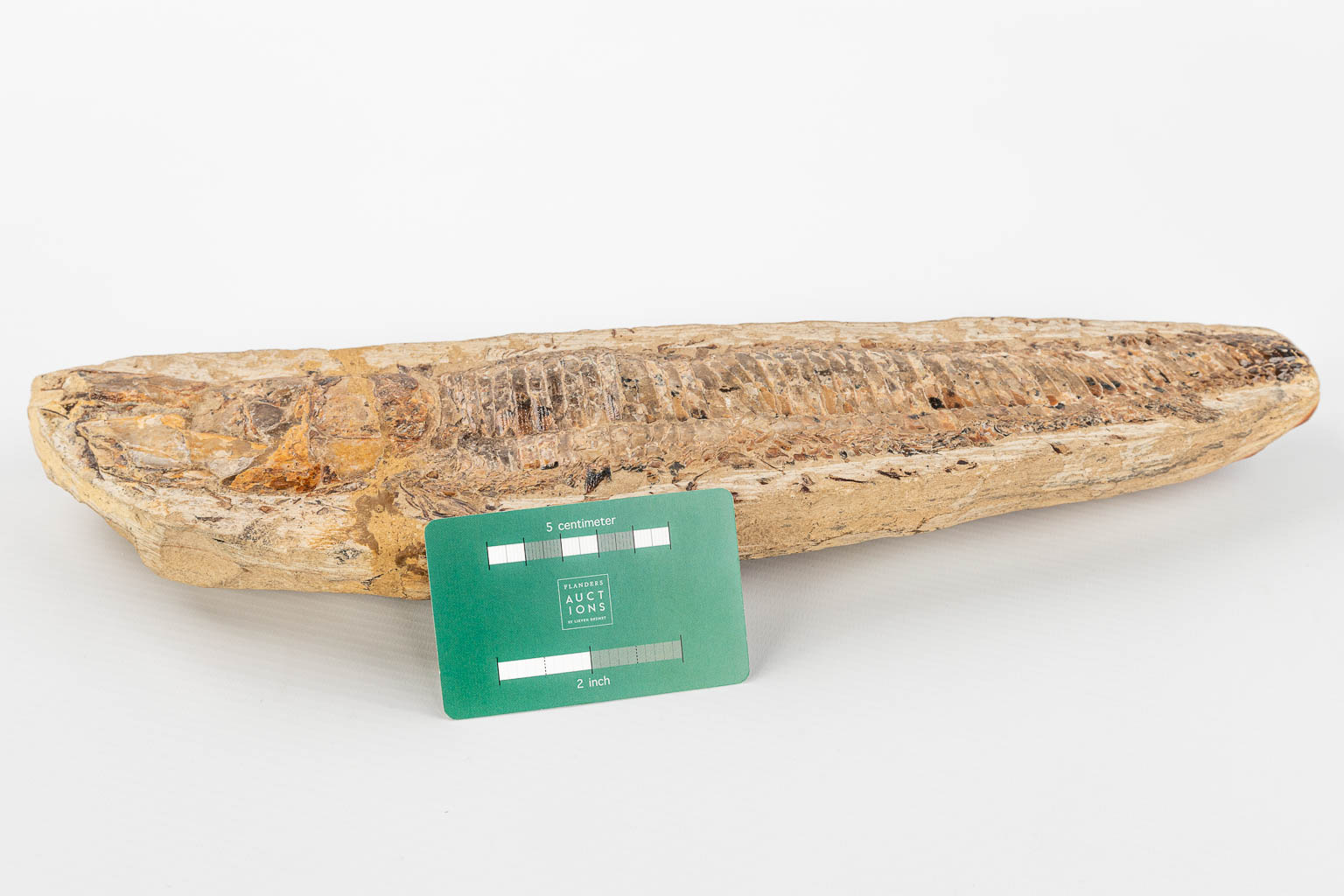 Een antieke fossiel van een vis. (H:10cm)