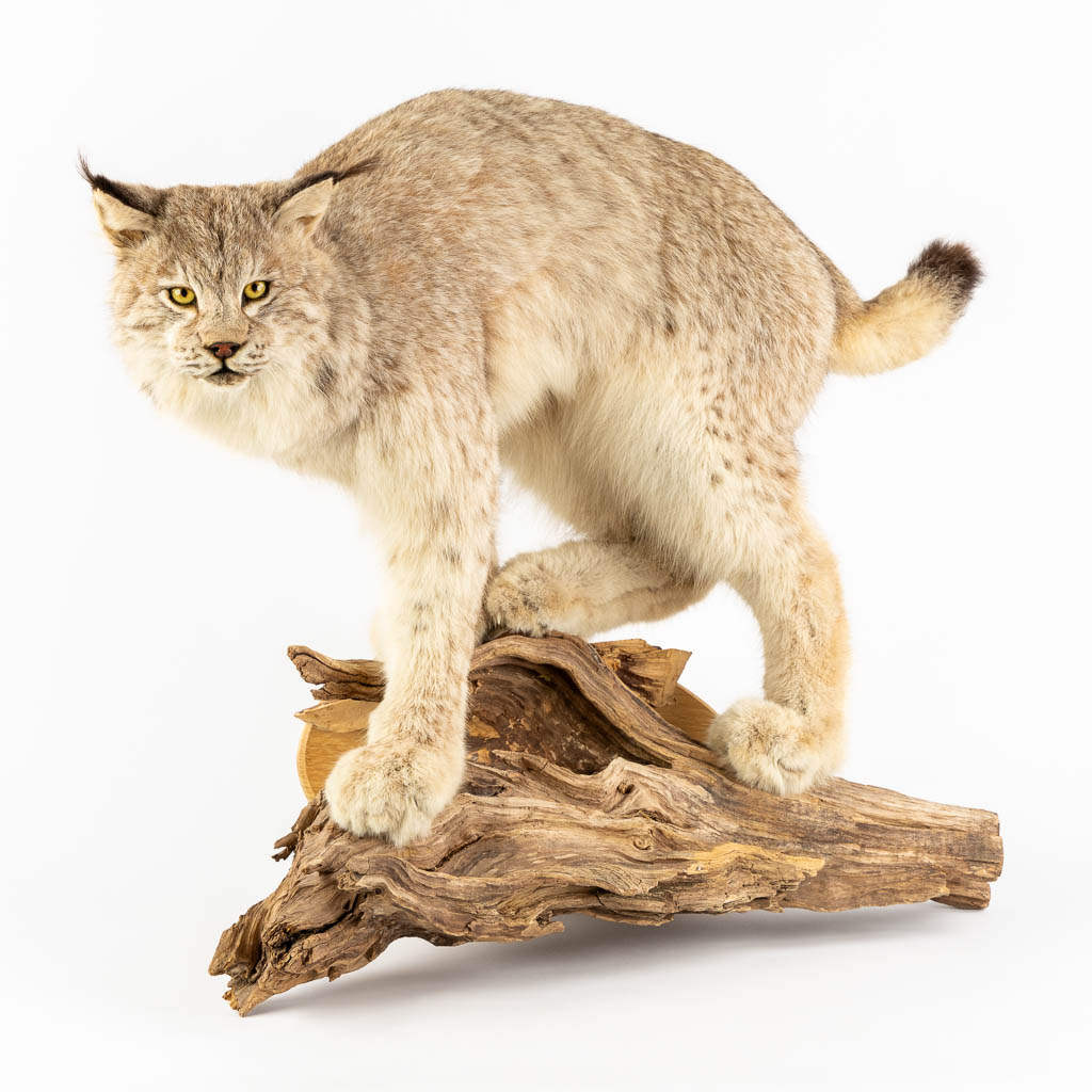  Taxidermy, a lynx mounted on driftwood. 