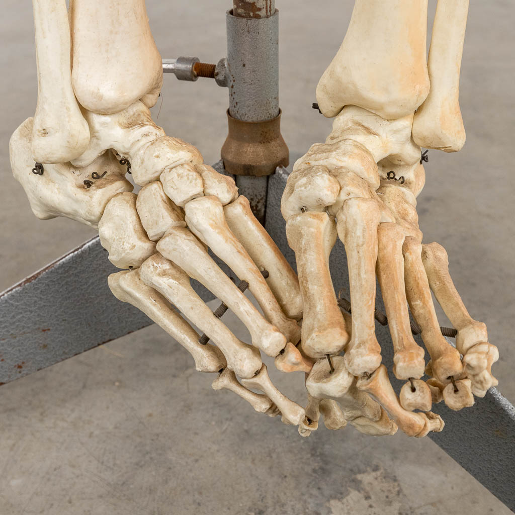 A mid-century anatomical model of a skeleton, resine. Circa 1950. (W:40 x H:183 cm)